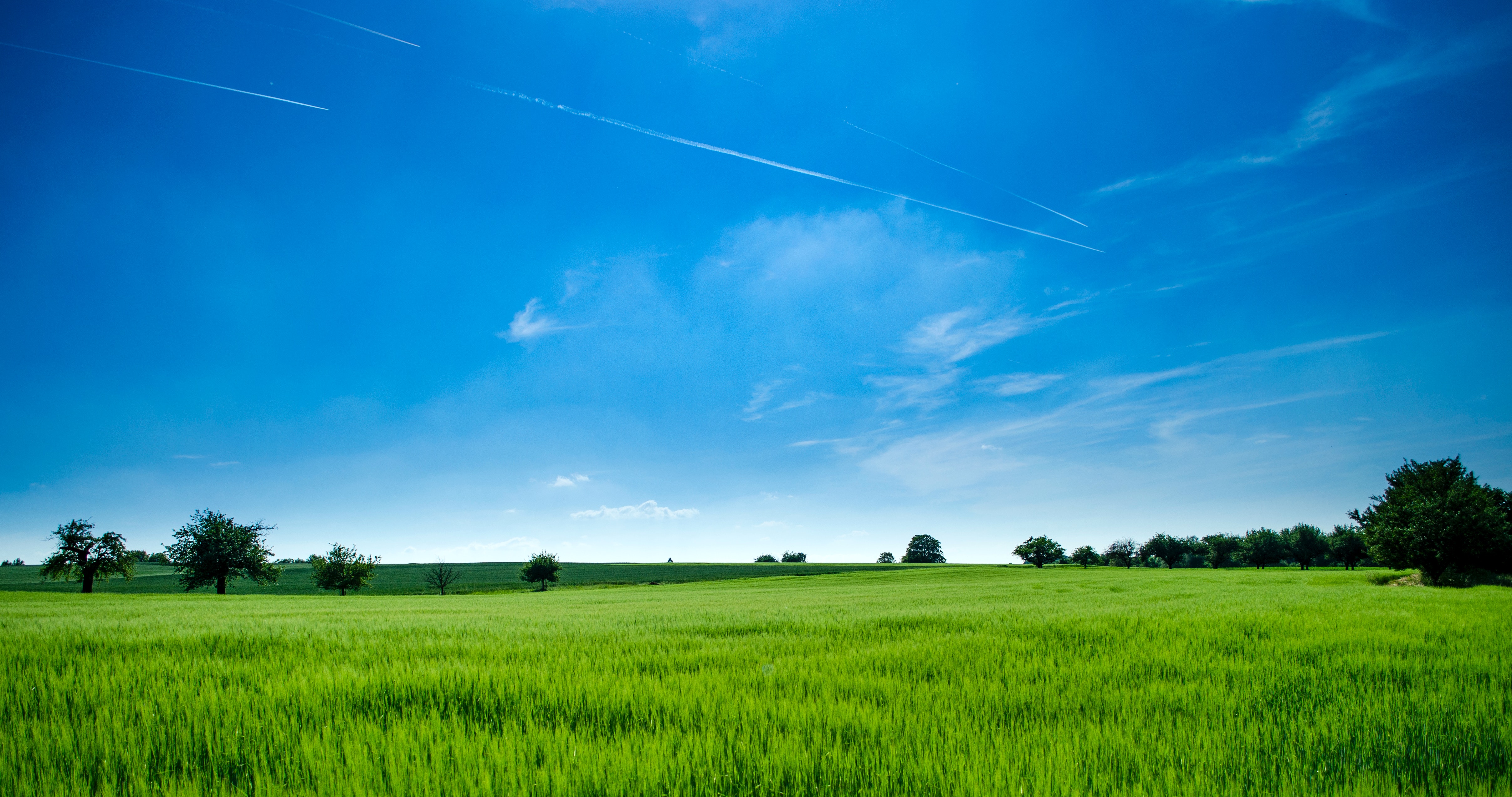 Image of a green field